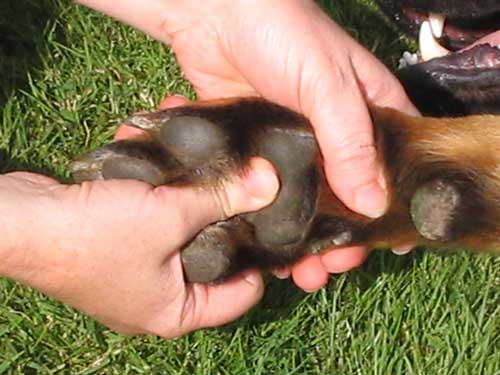 patte chien shiatsu bien etre