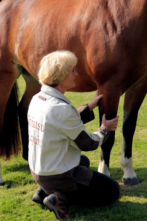 shiatsu cheval equin france