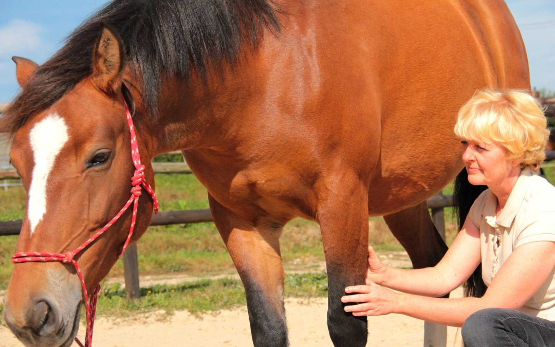 Stage d’initiation Shiatsu equin