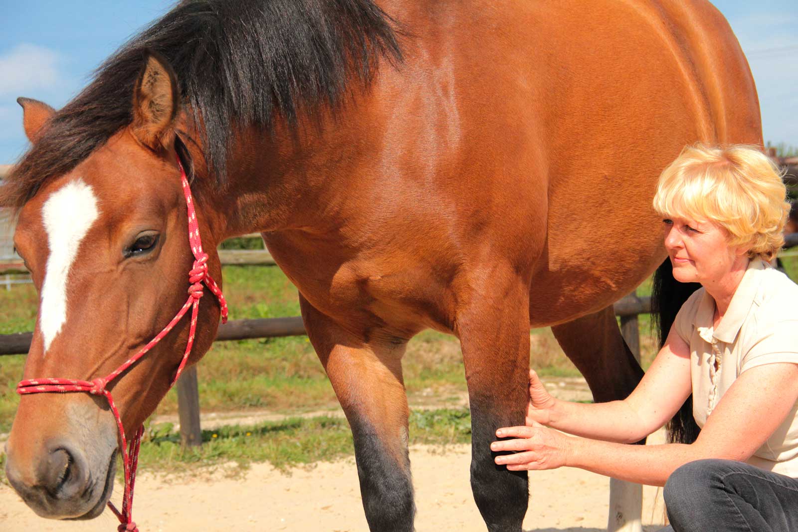 shiatsu-equin-prestation-en-tete shiatsu cheval