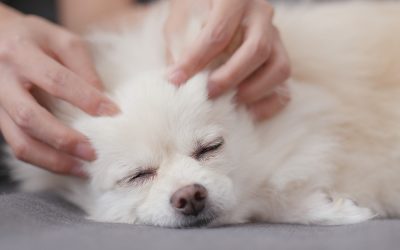 Stage d’initiation Shiatsu canin