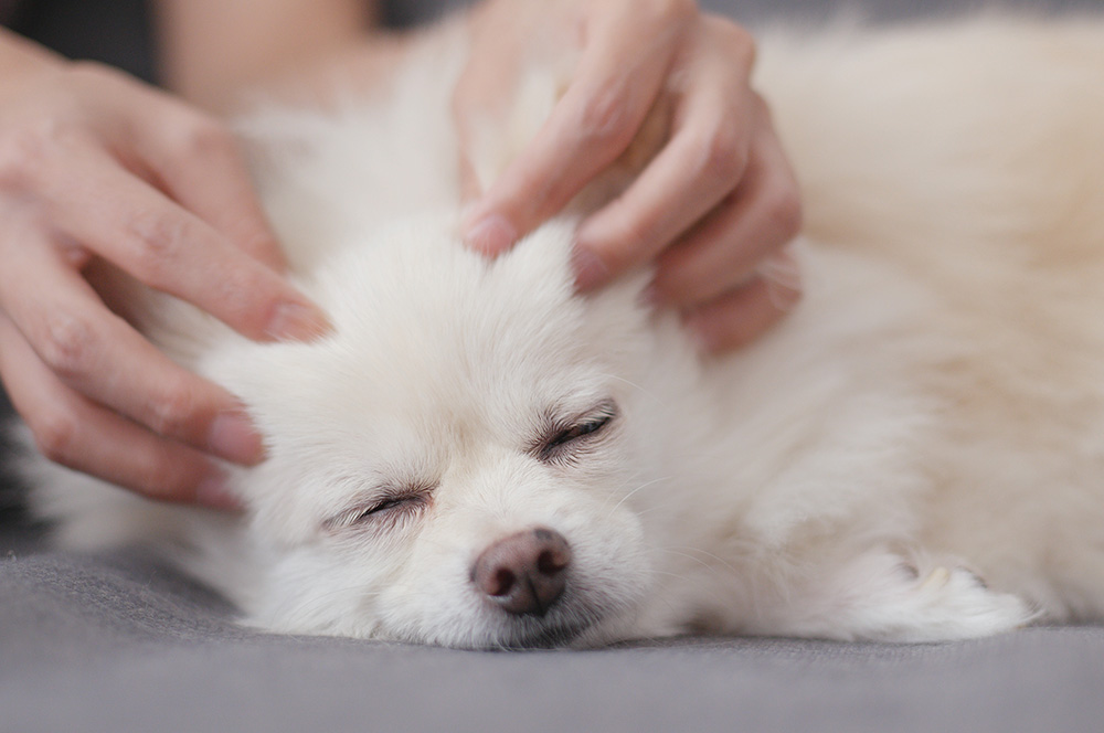 Stage d’initiation Shiatsu canin