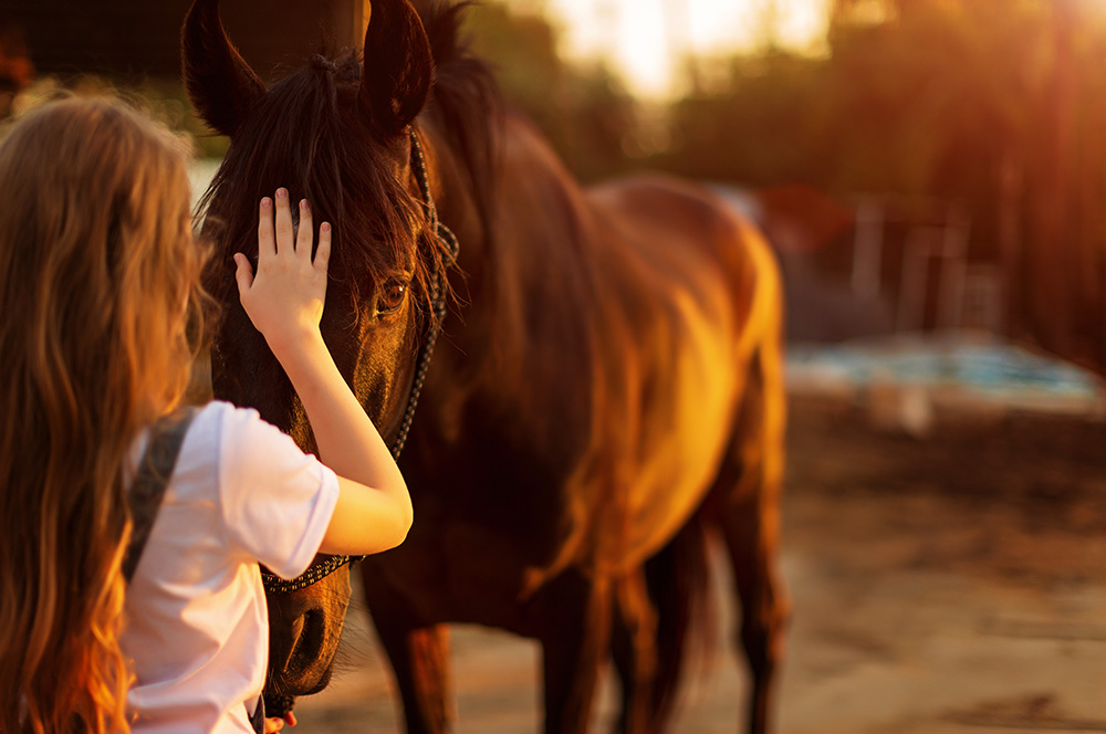 Stage d’initiation Shiatsu equin