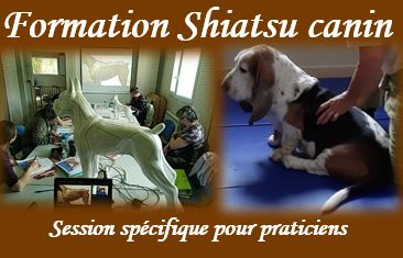 Formation passerelle Praticien shiatsu canin pour praticiens humain/équin